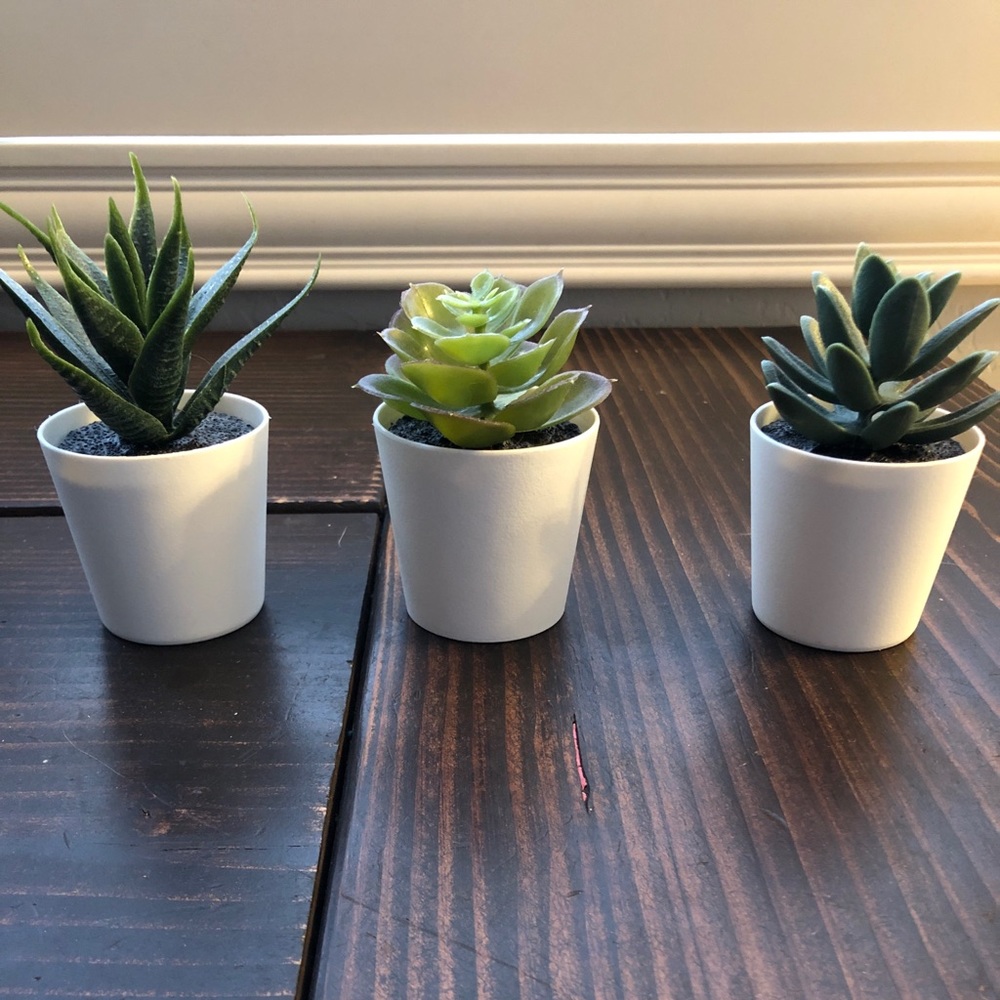 Decorative Succulents